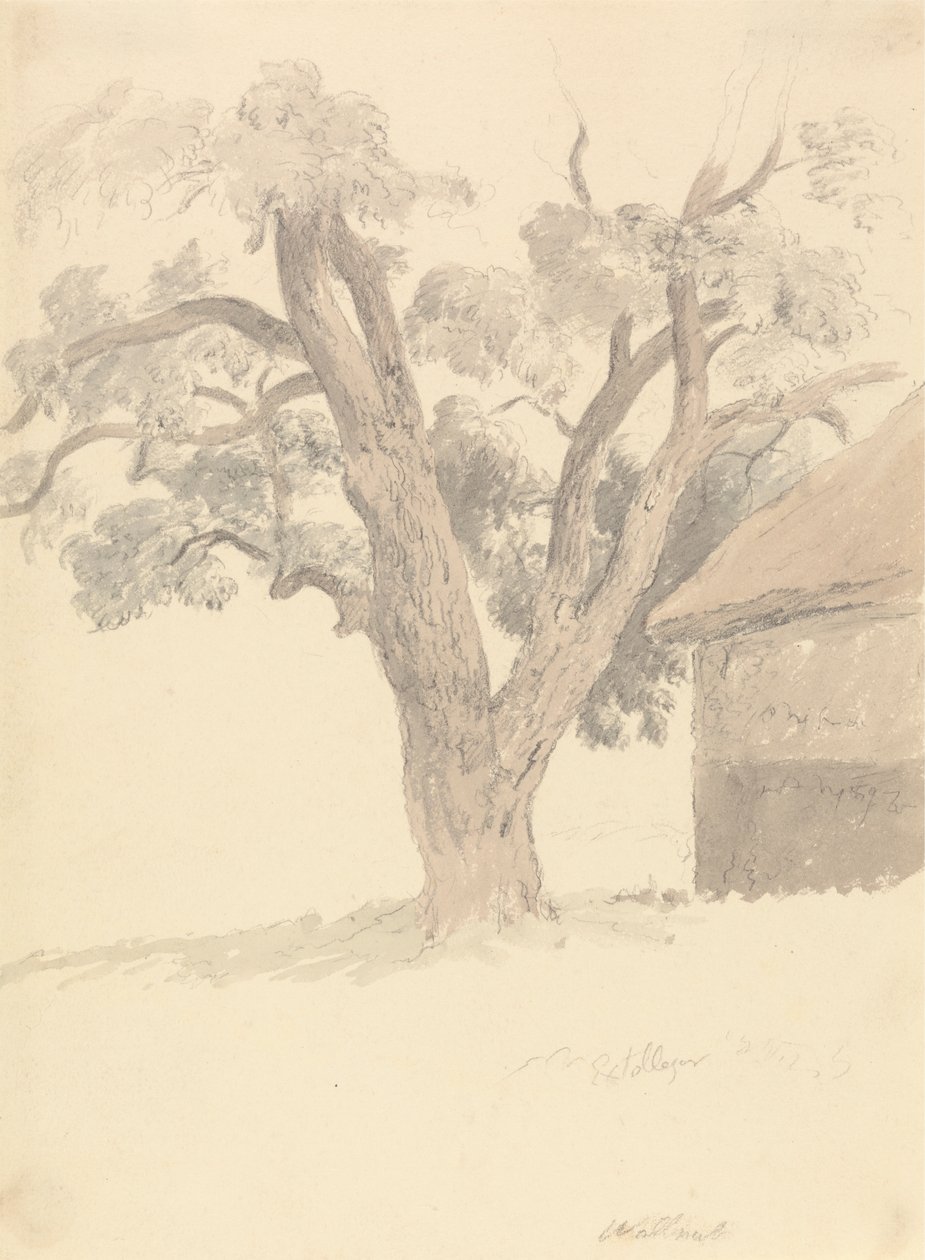 drzewo orzechowe autorstwa Robert Hills