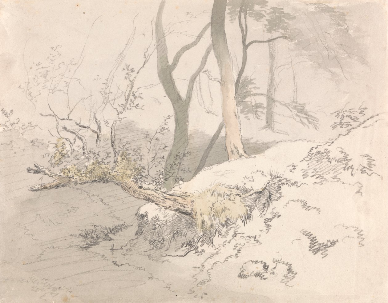Woodland Shadowpolish autorstwa Robert Hills