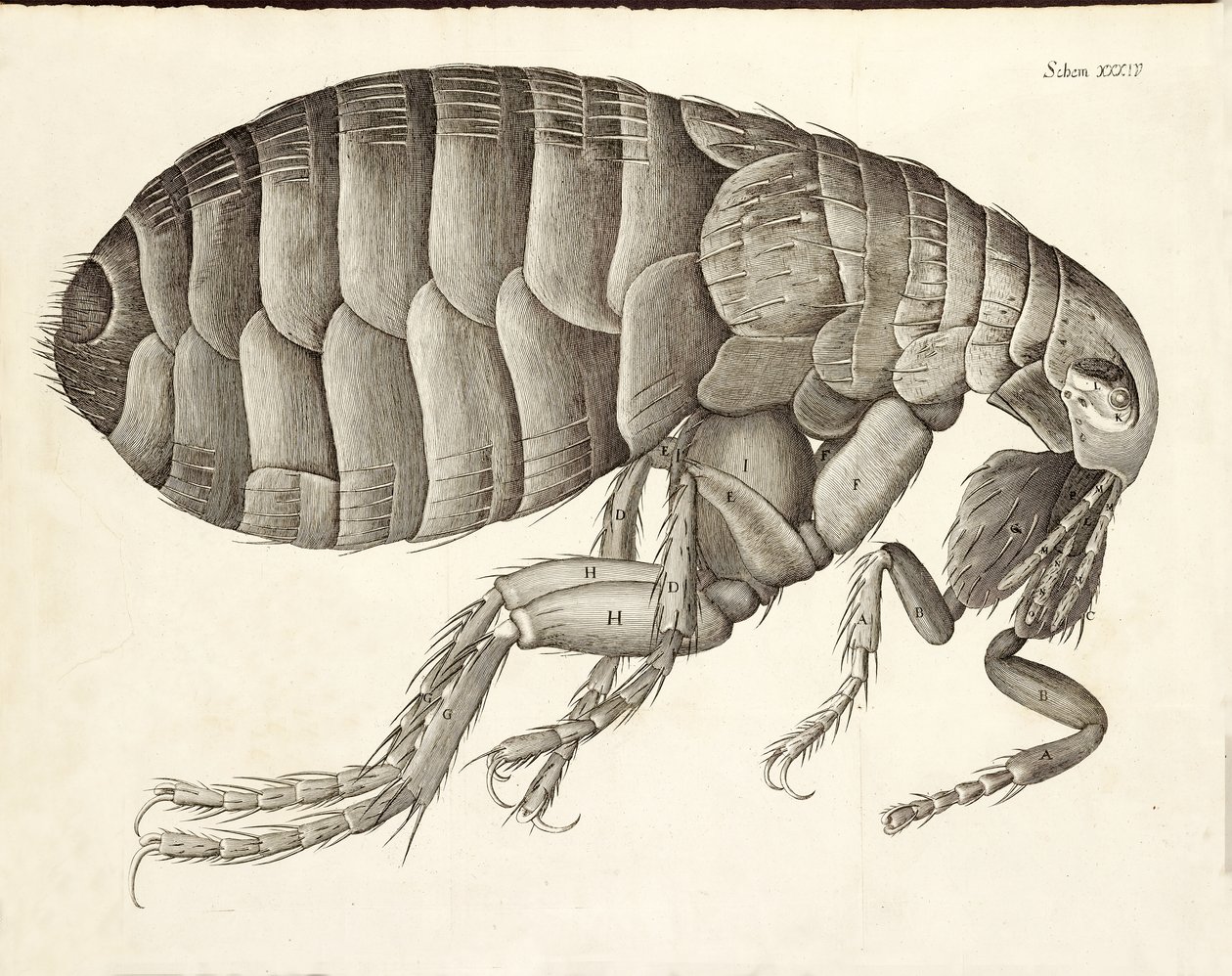 Przekrój pchły z Micrographii, wyd. 1665 autorstwa Robert Hooke