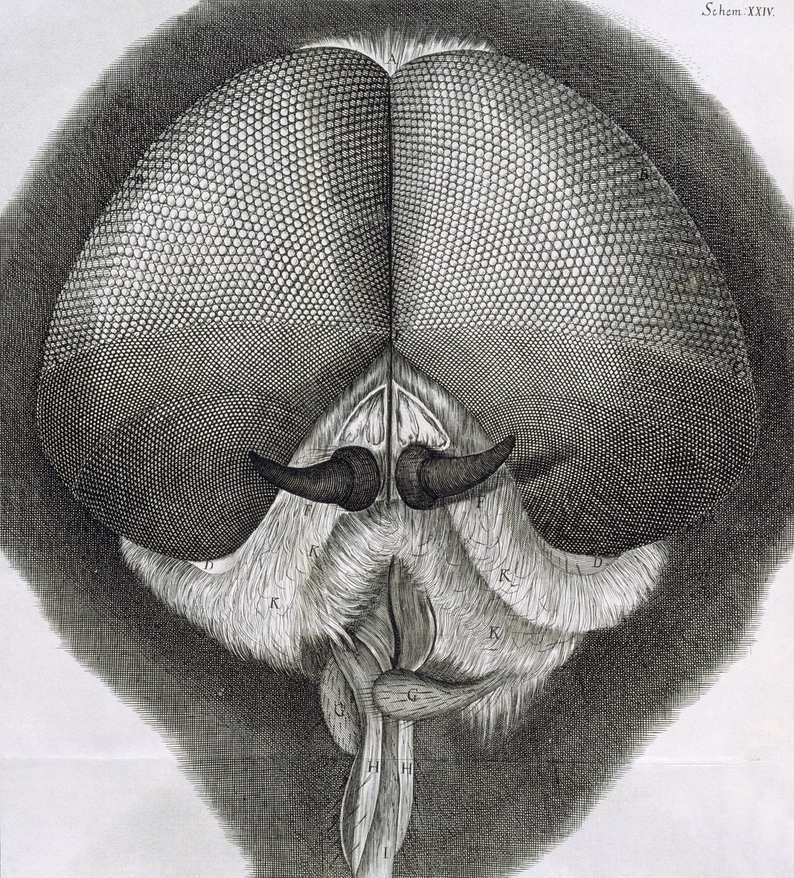 Szary dron-mucha, obserwacja XXXIX z Hookes Micrographia, 1664 autorstwa Robert Hooke