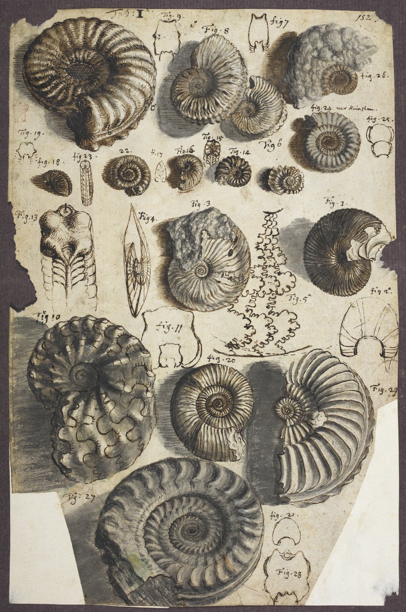 Pani Dod. 5262, nr. 152 Kamienie węża (amonity) (pióro i tusz z wash on paper) autorstwa Robert Hooke