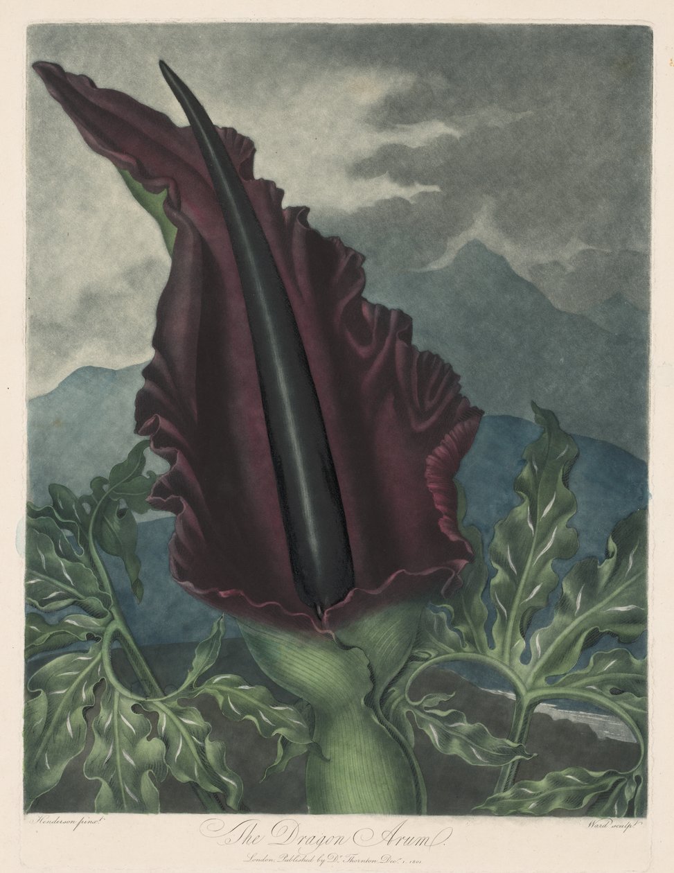 Dragon Arum, Black Calla lub Solomons Lily, 1799-1807. autorstwa Robert John Thornton