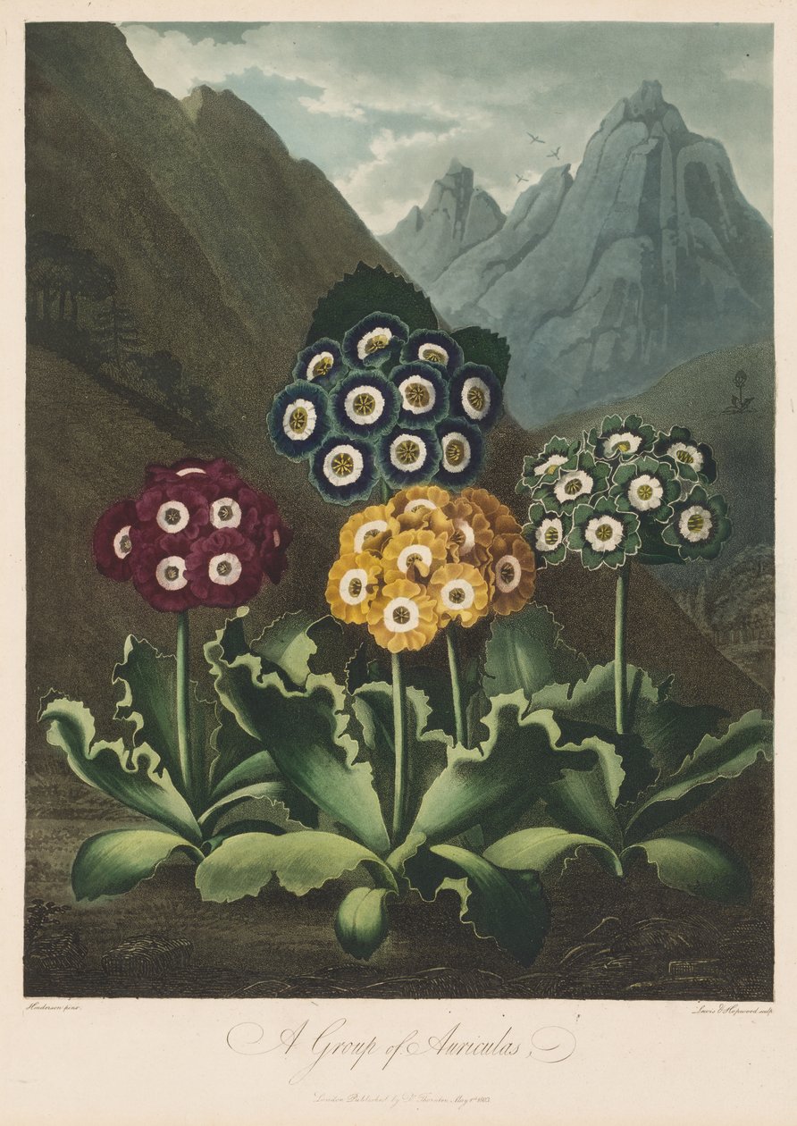 Świątynia Flory, czyli Ogród Natury: Grupa Auriculas autorstwa Robert John Thornton