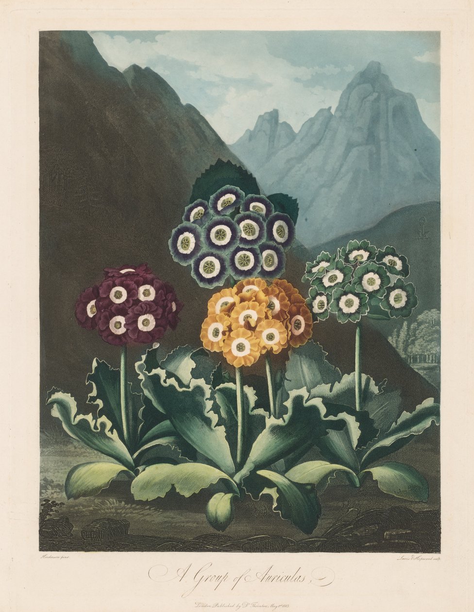 Świątynia Flory lub Ogród Natury: Grupa Auriculas, 1803. autorstwa Robert John Thornton