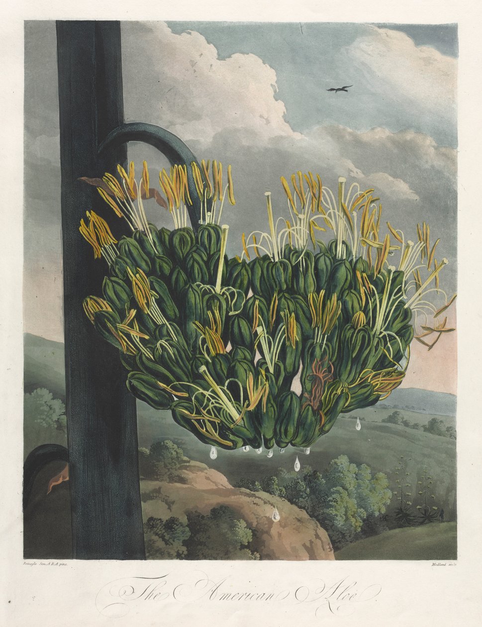 Świątynia Flory, czyli Ogród Natury: Amerykański Aloes, 1807. autorstwa Robert John Thornton