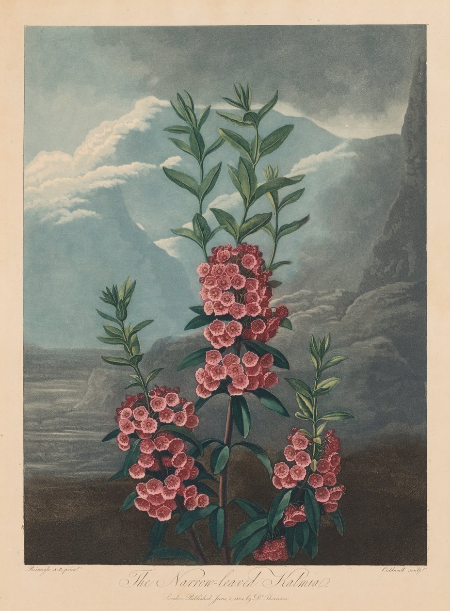 Świątynia Flory, czyli Ogród Natury: Wąskolistna Kalmia, Górski Wawrzyn, 1804. autorstwa Robert John Thornton