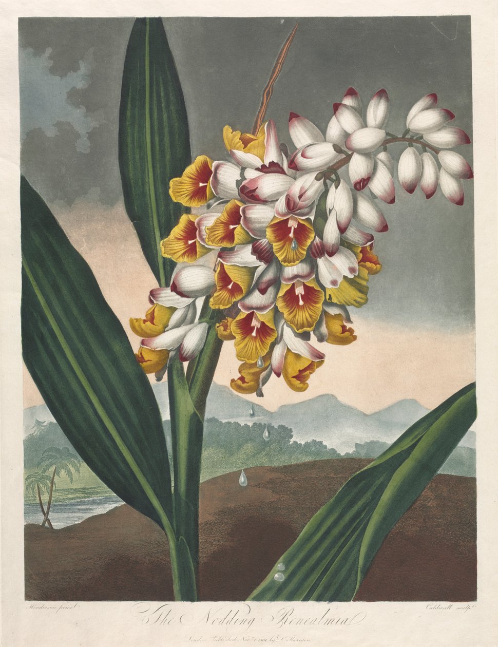 Świątynia Flory, czyli Ogród Natury: Kiwająca Renealmia, 1801. autorstwa Robert John Thornton
