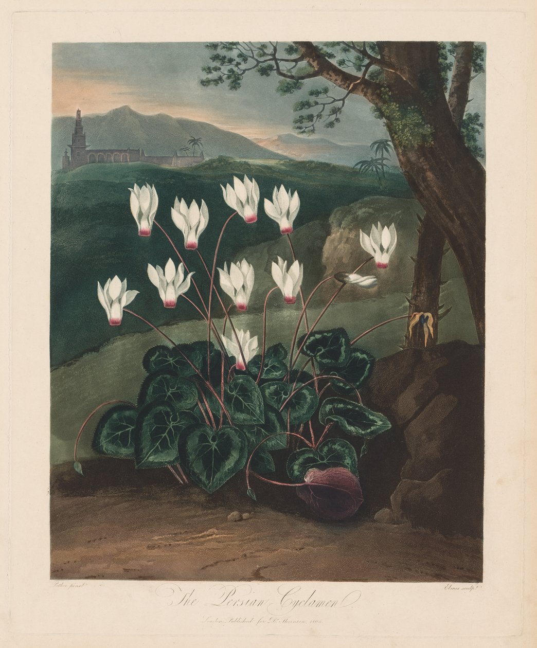 Świątynia Flory, czyli Ogród Natury: Perski Cyklamen, 1799-1807. autorstwa Robert John Thornton