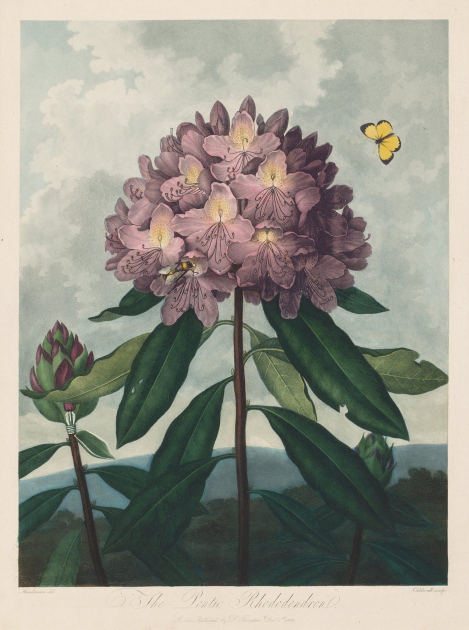 Świątynia Flory, czyli Ogród Natury: Rododendron Pontyjski, 1799-1807. autorstwa Robert John Thornton
