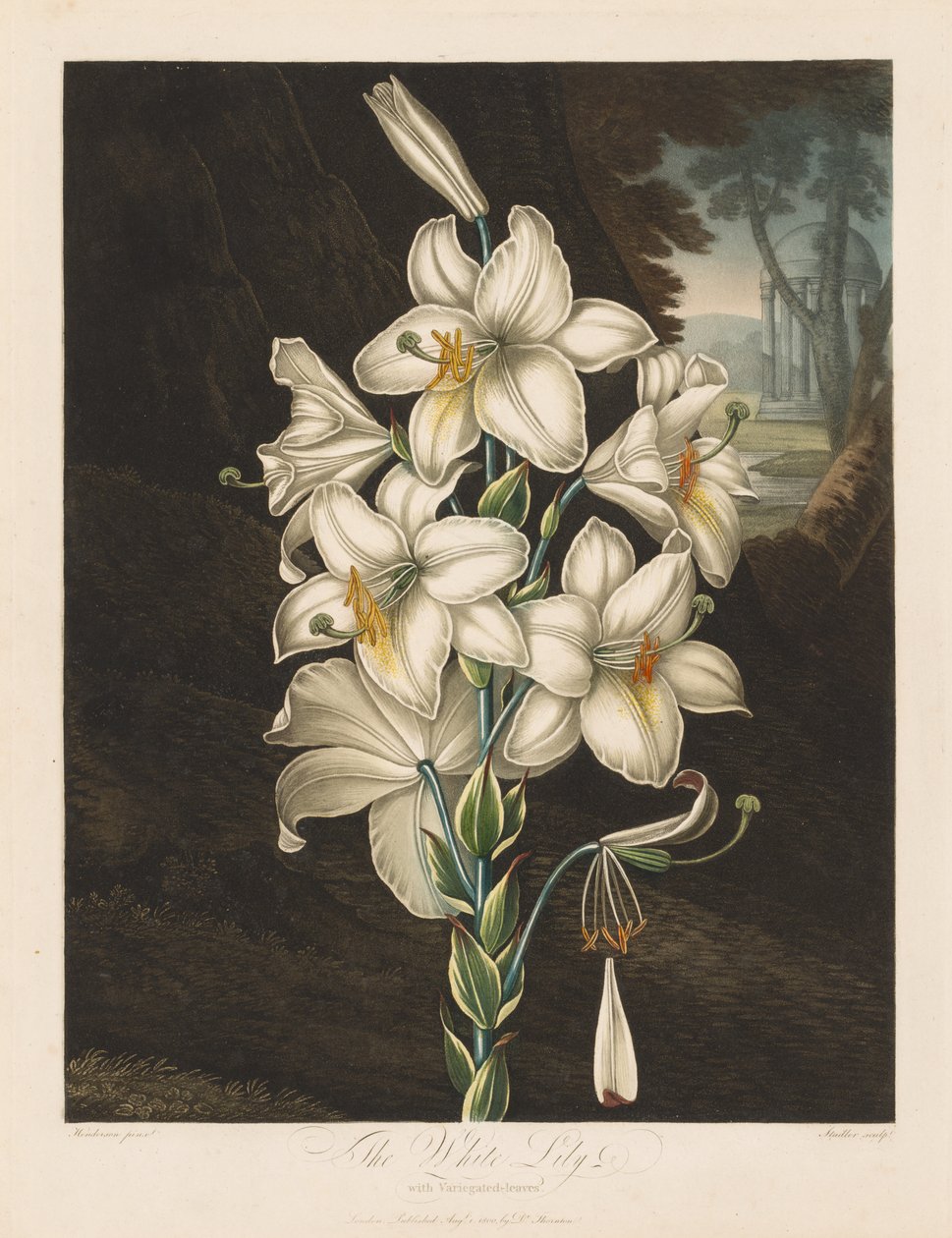 Świątynia Flory, czyli Ogród Natury: Biała Lilia o Pstrych Liściach, 1800. autorstwa Robert John Thornton