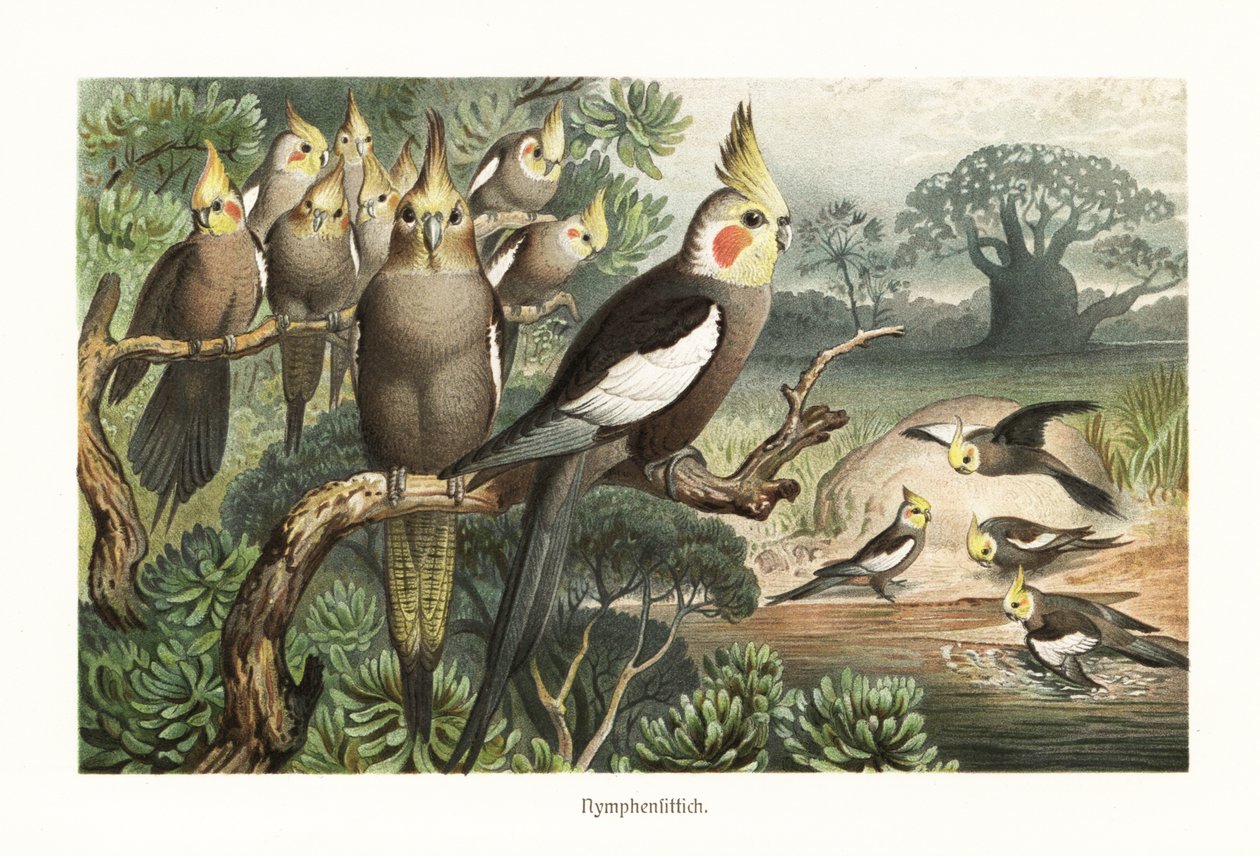 Stado nimf, Nymphicus hollandicus, przy wodopoju. 1882 (chromolitografia) autorstwa Robert Kretschmer
