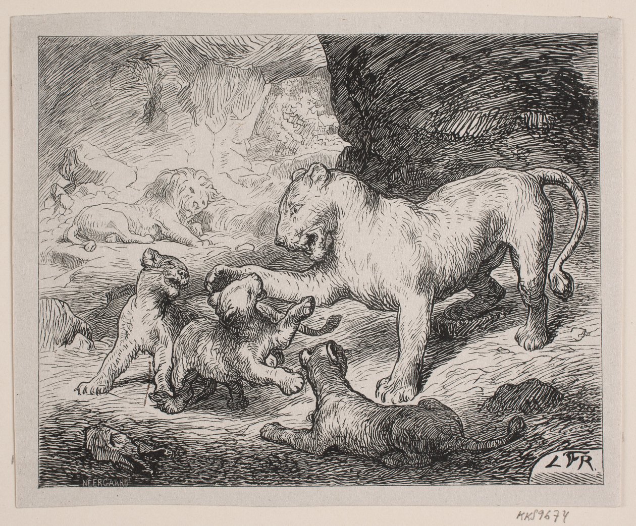 Lwiątko. Ilustracja do Chr. „Picture Book dla dużych i małych” Winthera autorstwa Robert Neergaard
