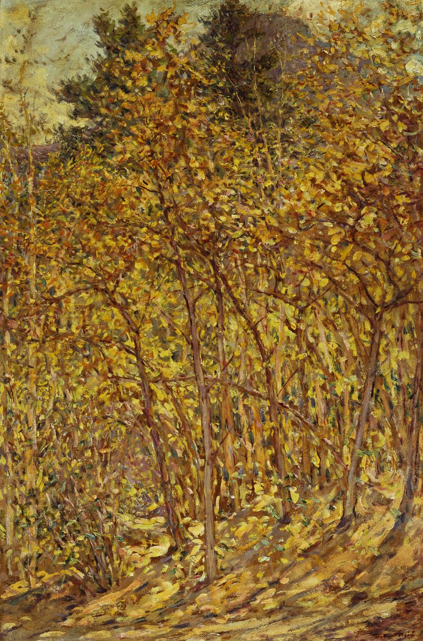 Jesienne światło słoneczne autorstwa Robert Reid