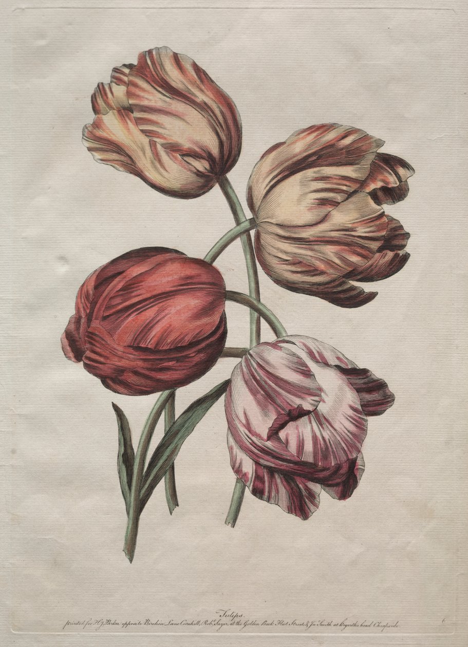 Osiem pięknych grup naturalnych kwiatów w konturach autorstwa de la Cour: Tulipany autorstwa Robert Sayer