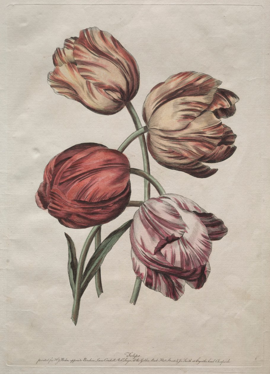 Osiem pięknych grup naturalnych kwiatów w konturach autorstwa de la Cour: Tulipany, ok. 1900 r. 1770. autorstwa Robert Sayer