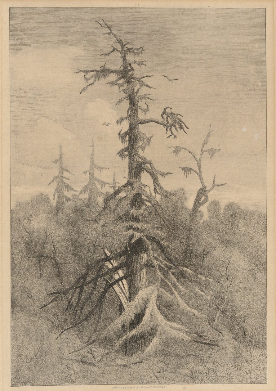 Stare drzewa na wyspie Naushon autorstwa Robert Swain Gifford