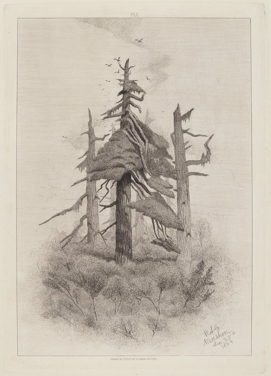 Stare drzewa na wyspie Naushon [tablica 2] autorstwa Robert Swain Gifford