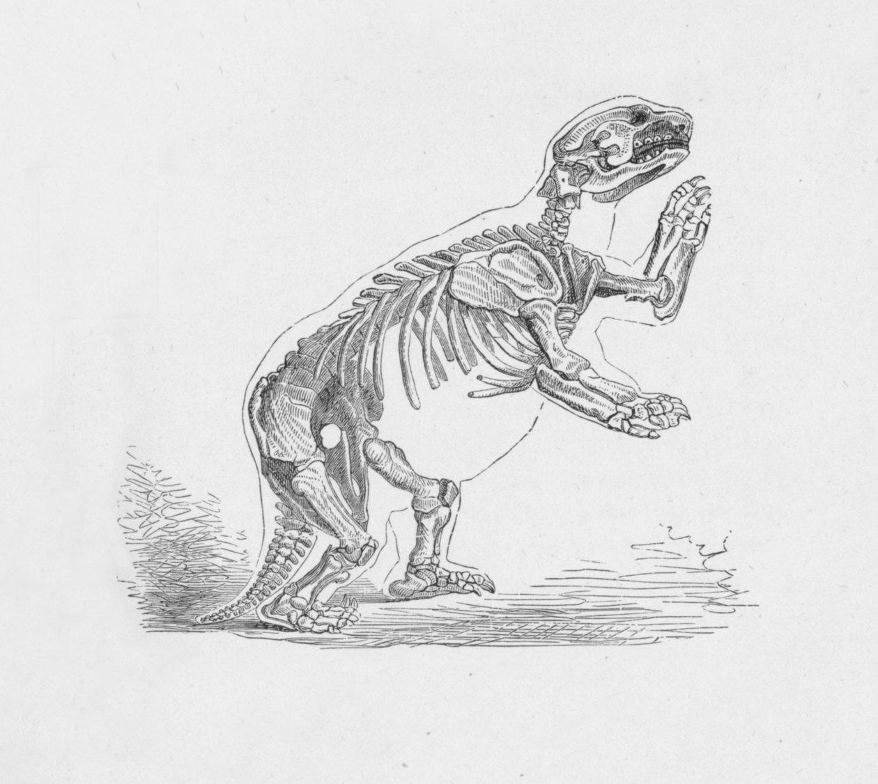 Szkielet Mylodon Darwinii, c1885, 1890 autorstwa Robert Taylor Pritchett