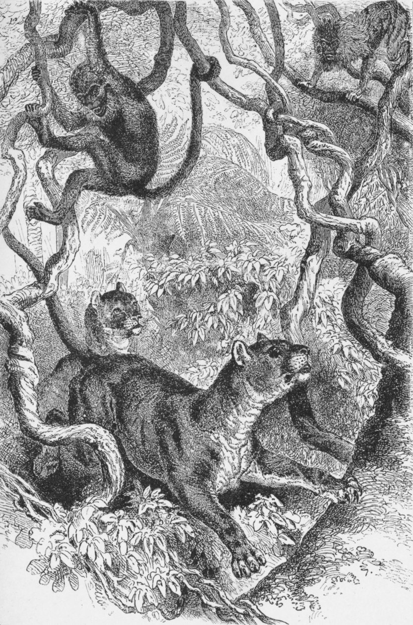 Puma, ok. 1885, 1890 r autorstwa Robert Taylor Pritchett