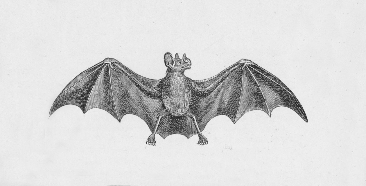 Nietoperz wampir, c1885, 1890 autorstwa Robert Taylor Pritchett