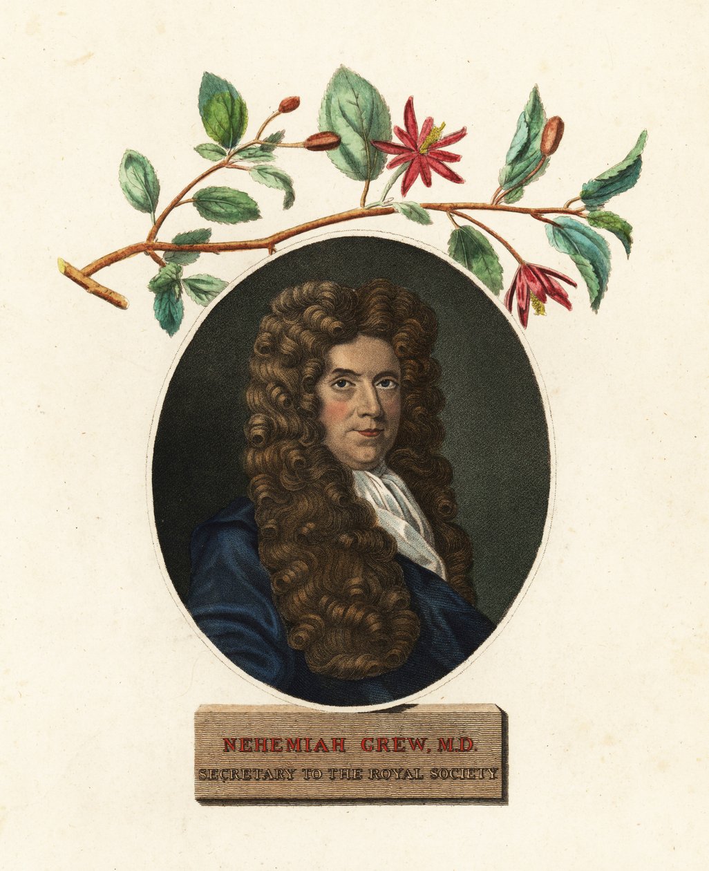 Portret Nehemiasza Grewa, lekarza i botanika.1809 (rycina) autorstwa Robert White