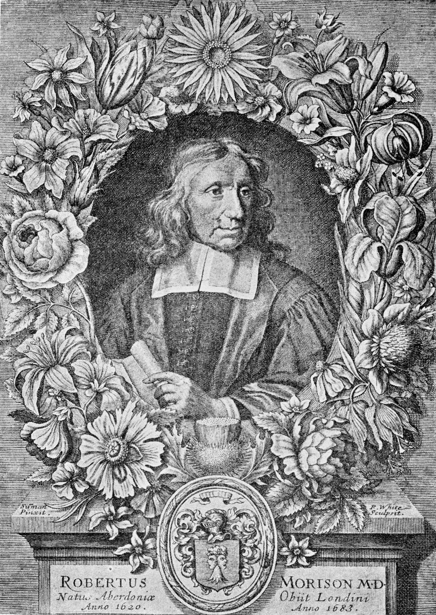 Robert Morison, 1680 r autorstwa Robert White