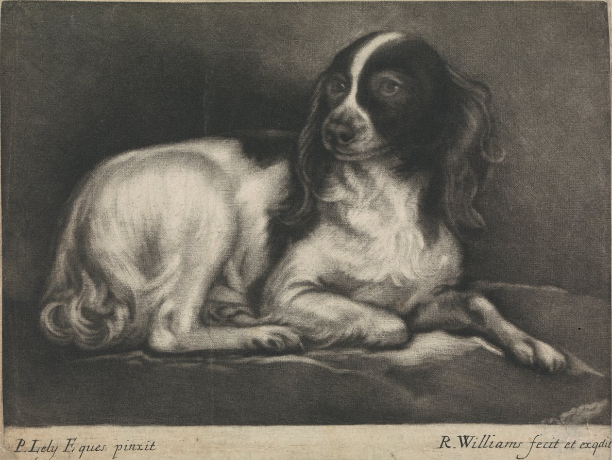 Spaniel autorstwa Robert Williams