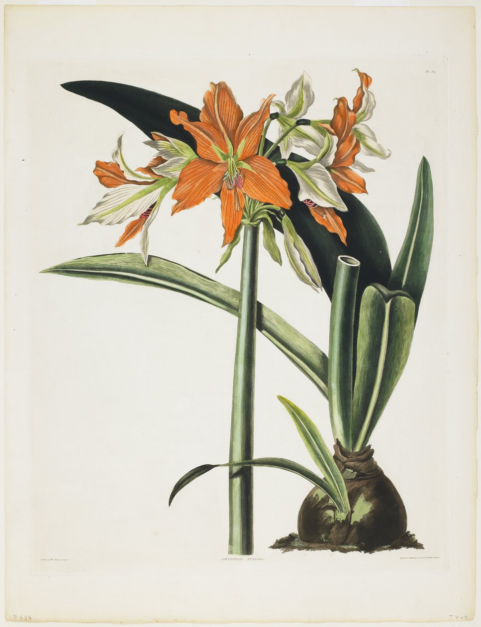 Amarylis fulgida (Amaryllis prążkowany), 1831-34 (akwatinta z grawerem, drukowana w kolorze i ręcznie kolorowana) autorstwa Robert the Younger Havell