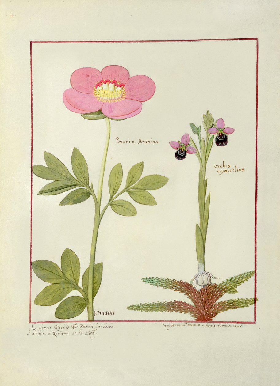 Piwonia (Paeonia) i storczyk (Orchis myanthos), ilustracja z "Księgi prostych leków" Mattheausa Plateariusa autorstwa Robinet Testard