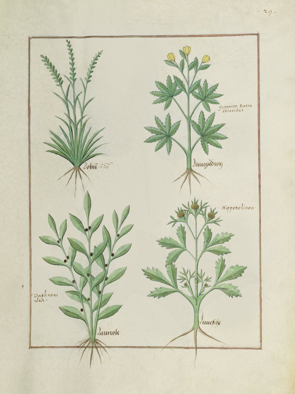 Pani ks. Fv VI #1 fol. 126r Górny rząd: Lolni i Geranium. Dolny rząd: Dafnoidy i pietruszka, ilustracja z Księgi prostych leków, Matteaus Platearius (zm. 1161) ok. 1470 autorstwa Robinet Testard