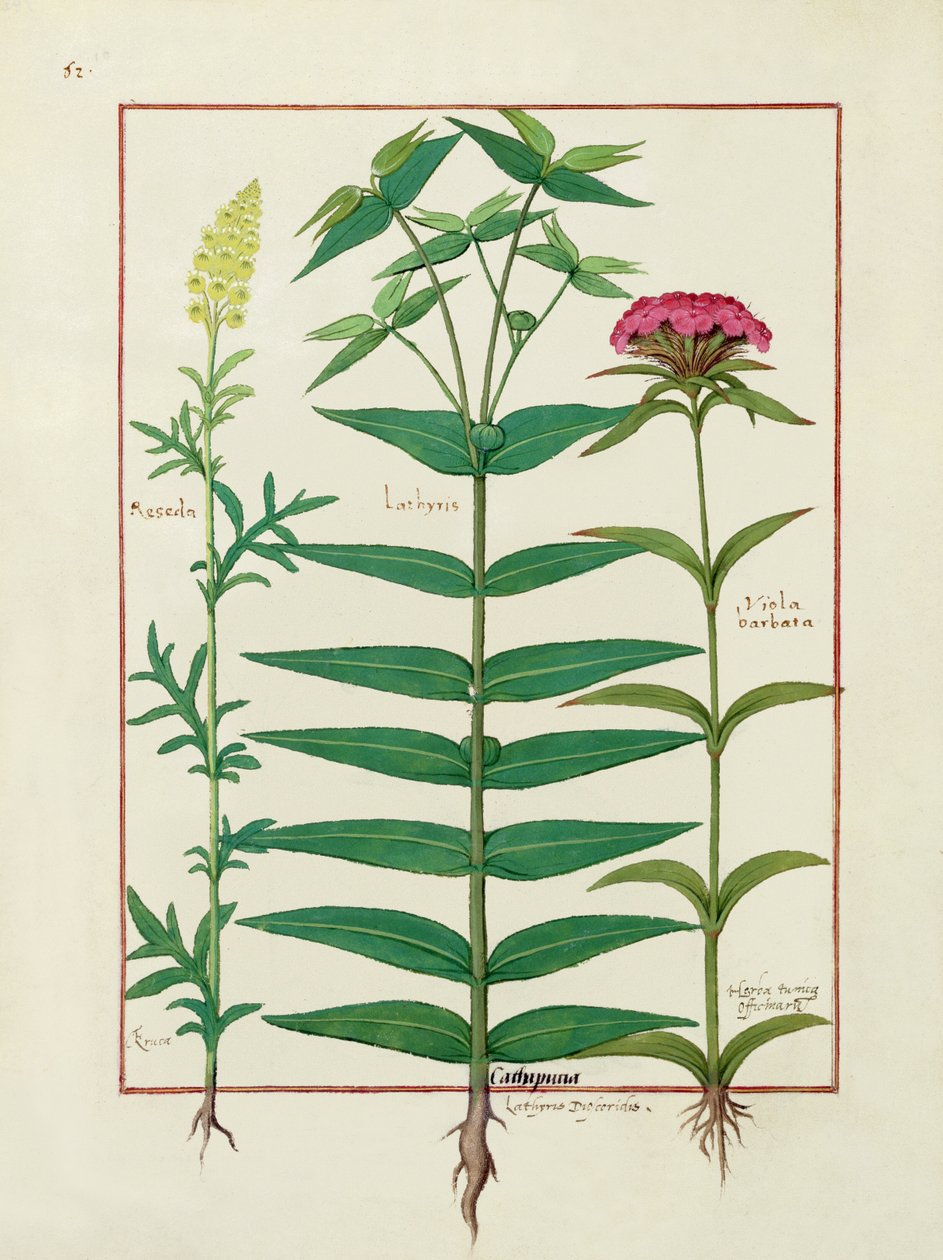 Reseda, Euforbia i Dianthus, ilustracja z Księgi prostych leków Mateusza Plateariusa 1 autorstwa Robinet Testard