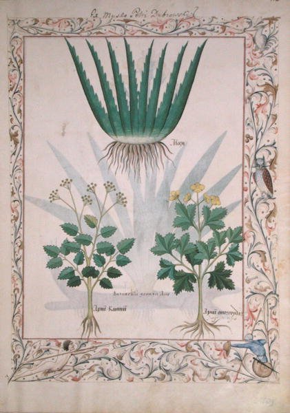 Pani ks. Fv VI #1 fol.112 Aloes i Apio, ilustracja z Księgi prostych leków autorstwa Matthaeusa Plateariusa (d.c.1161) c.1470 autorstwa Robinet Testard