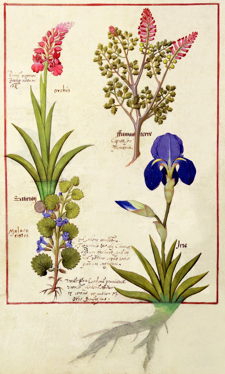 Górny rząd: Orchidea i Fumitory lub Krwawiące Serce. Dolny rząd: Hedera i Iris, ilustracja z Księgi prostych leków Matthaeusa Plateariusa 114v autorstwa Robinet Testard