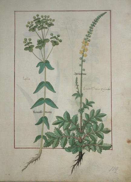 Pani ks. Fv VI #1 fol.115 Reveille Jutrznia i rzepik, ilustracja z Księgi prostych leków autorstwa Mattheausa Plateariusa (zm.1161) c.1470 autorstwa Robinet Testard