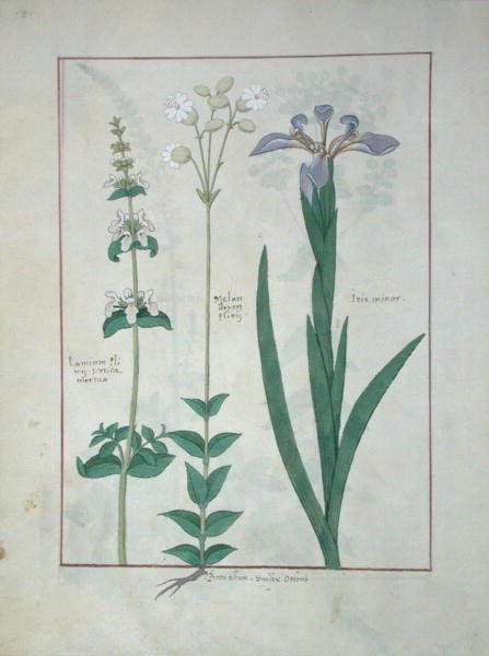 Pani ks. Fv VI #1 fol.115v Album Lamium lub White Dead Nettle, Melandryon i Iris Minor, ilustracja z Księgi prostych leków autorstwa Mattheausa Plateariusa (zm. 1161) c.1470 autorstwa Robinet Testard