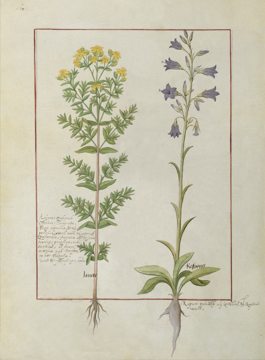 Pani ks. Fv VI #1 fol.116v Dwie kwitnące rośliny z Księgi prostych leków Mateusza Plateariusa (zm. 1161) ok. 1470 autorstwa Robinet Testard