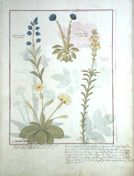 Pani ks. Fv VI #1 fol.117 Górny rząd: Onobrychis lub Sainfoin i Aphyllanthes. Dolny rząd: Linaria Lutea i Primula Veris lub Primrose, ilustracja z Księgi prostych leków Mattheausa Plateara autorstwa Robinet Testard