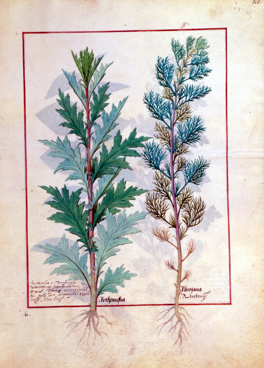 Dwie odmiany Artemezji, ilustracja z Księgi prostych leków Mateusza Plateariusa 120r autorstwa Robinet Testard