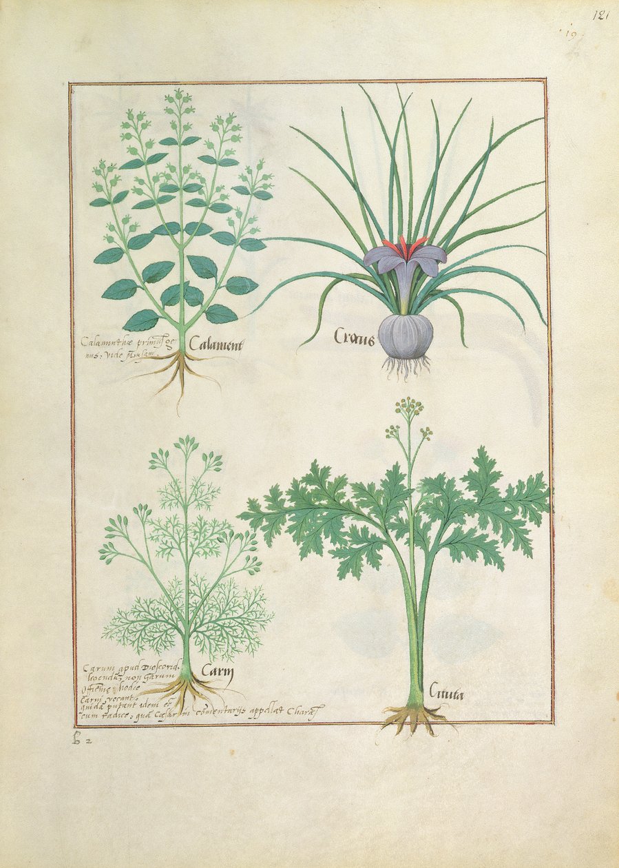 Calamint, Crocus, Carraway i Citusa, ilustracja z Księgi prostych leków Mateusza Plateariusa 121r autorstwa Robinet Testard