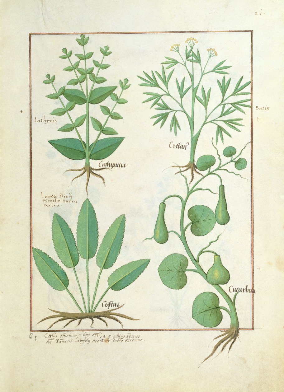Euphorbia Lathyris, Beechwort, Mint and Fig, ilustracja z The Book of Simple Medicine Mattheausa Platearius 122 autorstwa Robinet Testard