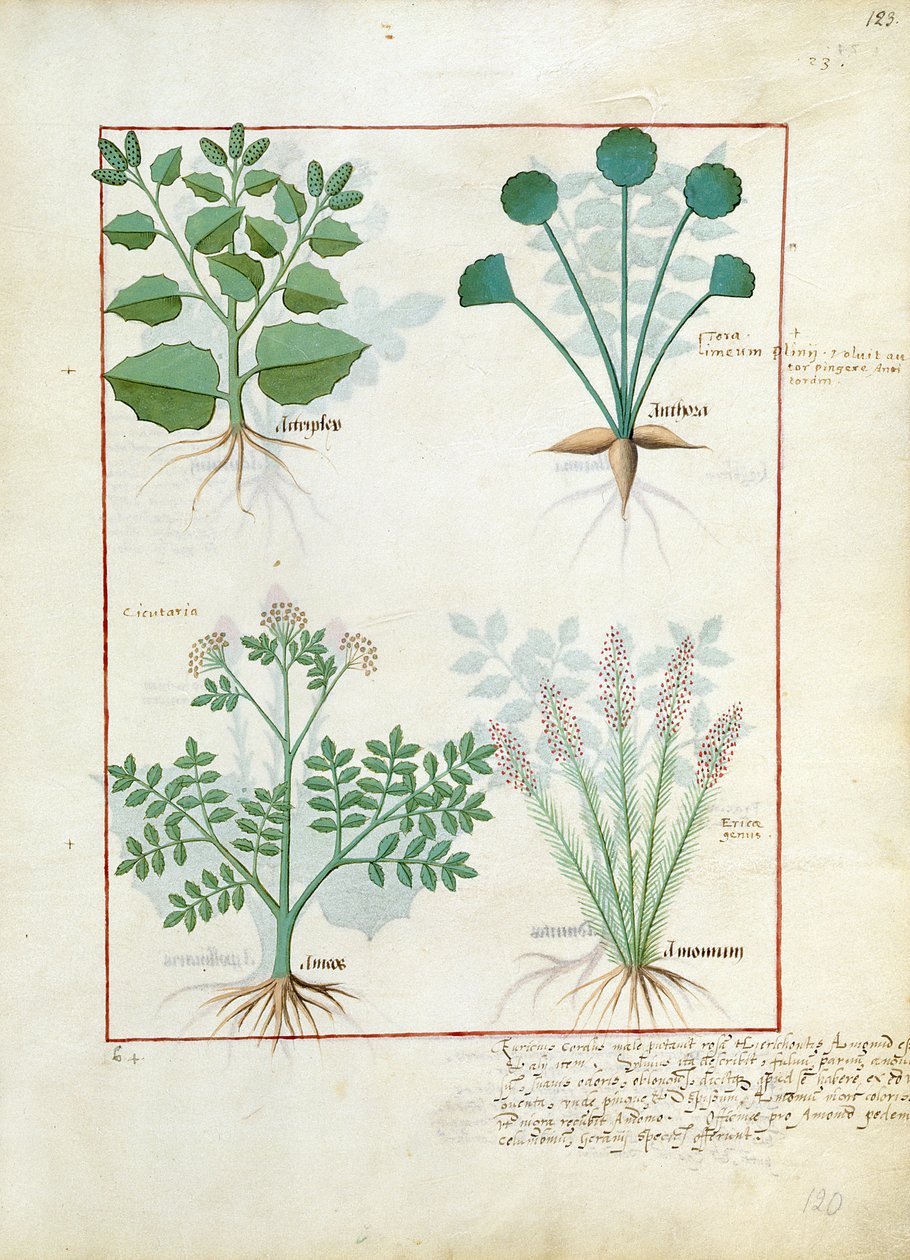 Solny krzew i Anthora. Dolny rząd: Absinthium i Kardamon, ilustracja z Prostej Księgi Leków autorstwa Matthaeusa Plateariusa 123r autorstwa Robinet Testard