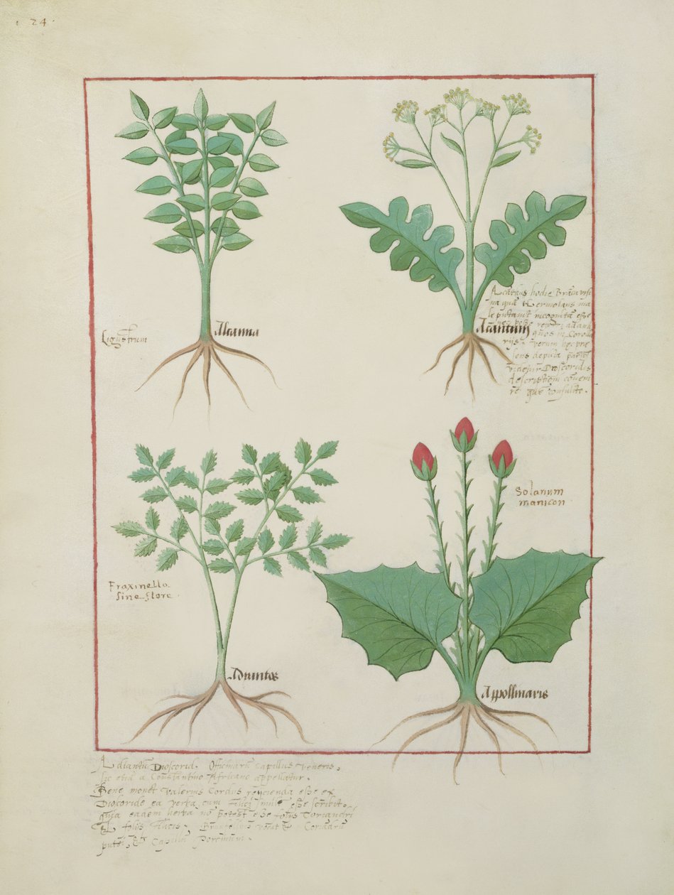 Pani ks. Fv VI #1 fol.123v Górny rząd: Ligustrum i Acanthus. Dolny rząd: Trawa i Apollinaris, ilustracja z Księgi prostych leków, Matthaeus Platearius (zm. 1161) ok. 1470 autorstwa Robinet Testard