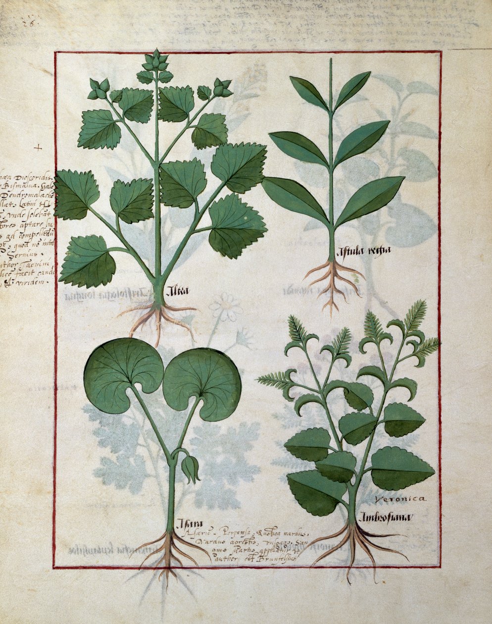 Ptasie mleczko i Hastula Regia. Dolny rząd: Asarabacca i Speedwell, ilustracja z Prostej księgi leków Matteusa Plateariusa 124v autorstwa Robinet Testard