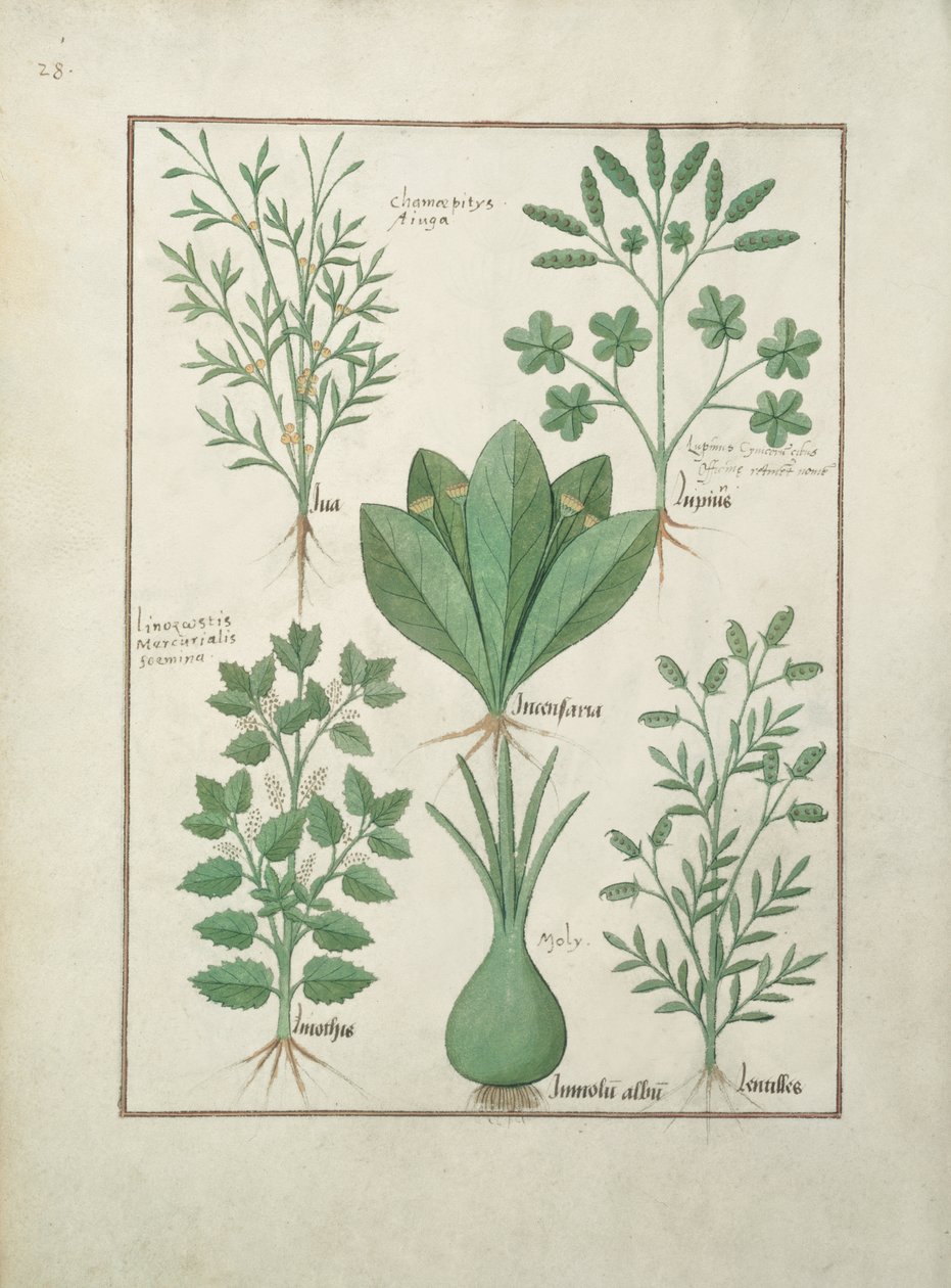 Pani ks. Fv VI #1 fol.125v Górny rząd: Yellow Bugle, Incensaria i Lupius. Dolny rząd: Dogs Mercury, Lily Leek and Lentilles, ilustracja z Księgi prostych leków, Matteaus Platearius (zm. 11 autorstwa Robinet Testard