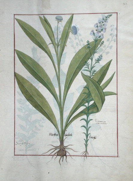 Pani ks. Fv VI #1 fol.127r Świerzb diabła i ropucha, ilustracja z Księgi prostych leków, Mattheaus Platearius (zm.1161) c.1470 autorstwa Robinet Testard