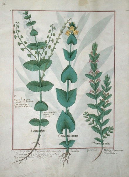 Pani ks. Fv VI #1 fol.127v Chamaedrys, Common Centaury and Germander, ilustracja z Księgi prostych leków, autorstwa Mattheausa Plateariusa (zm. 1161) c. 1470 autorstwa Robinet Testard