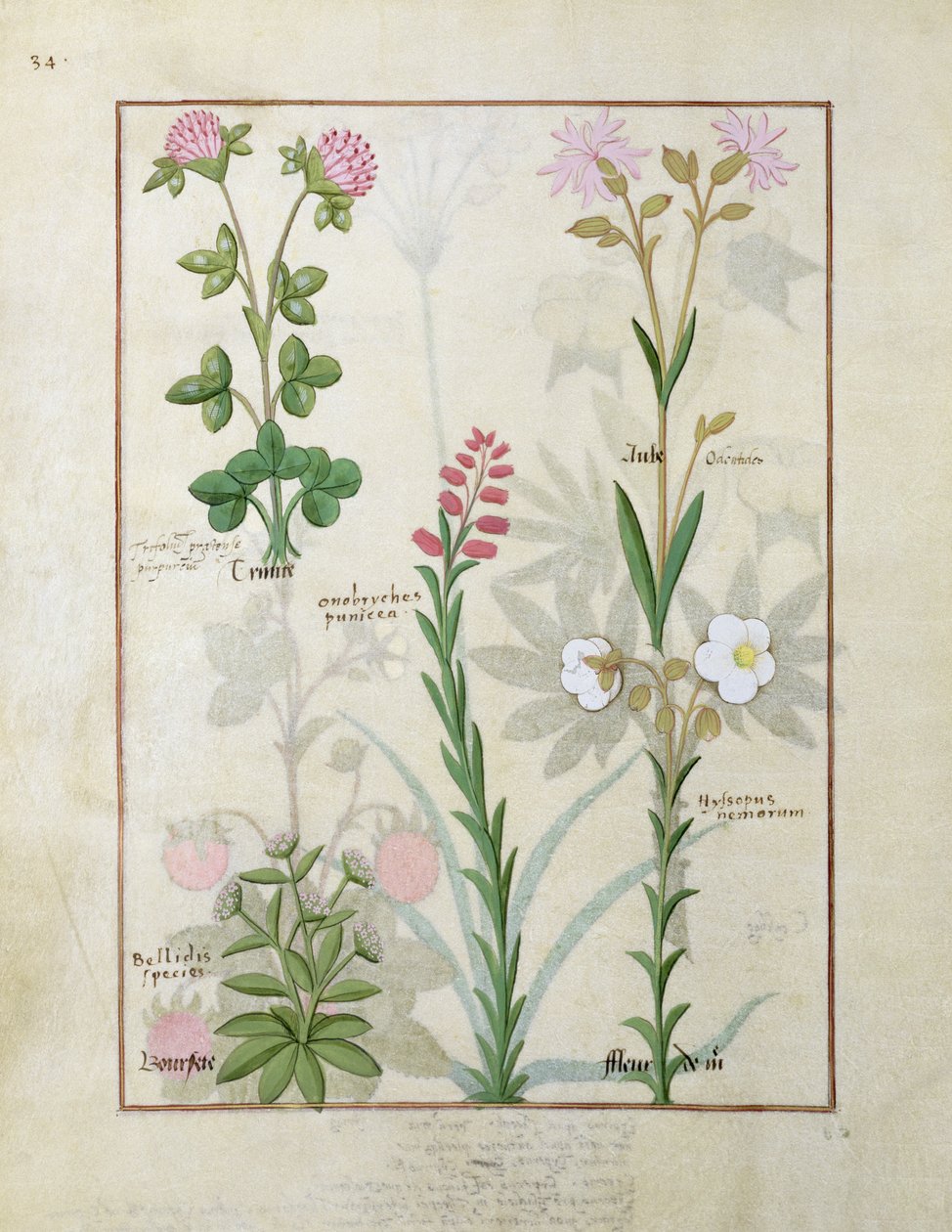 Górny rząd Koniczyna czerwona i Aube. Dolny rząd Gatunki Bellidis, Onobrychis i Hyssopus nemorum, ilustracja z Księgi prostych leków, Mattheaus Platearius autorstwa Robinet Testard