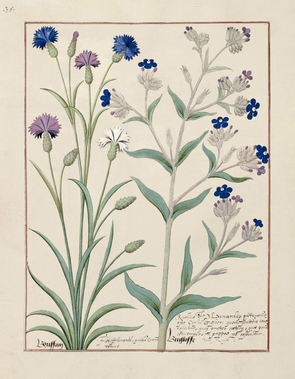 Ilustracja z Księgi prostych leków autorstwa Matthaeusa Plateariusa 129v autorstwa Robinet Testard