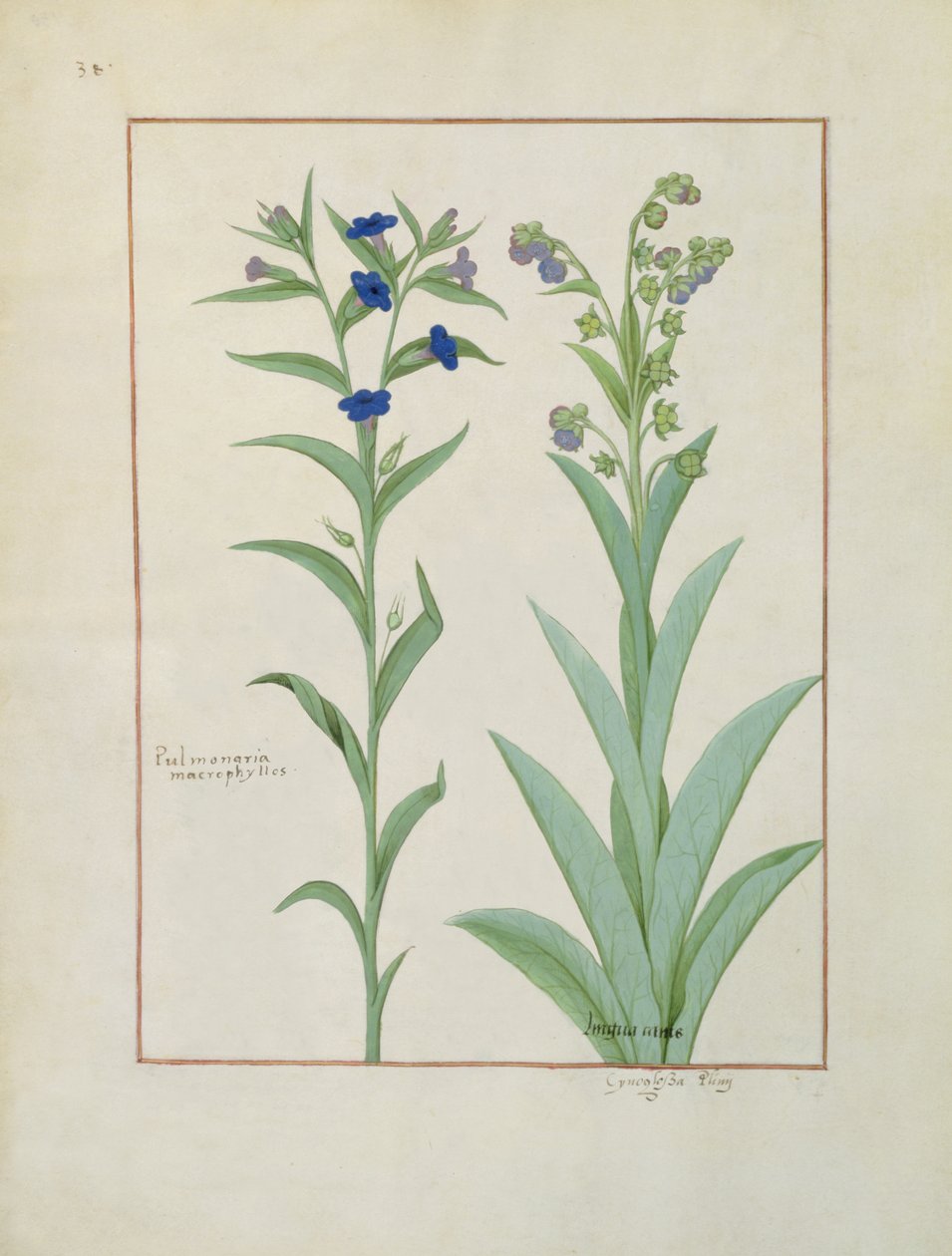 Pani ks. Fv VI #1 fol.130v Pulmonaria i Lungwort, ilustracja z Księgi prostych leków, Mattheaus Platearius (d.c.1161) c.1470 autorstwa Robinet Testard