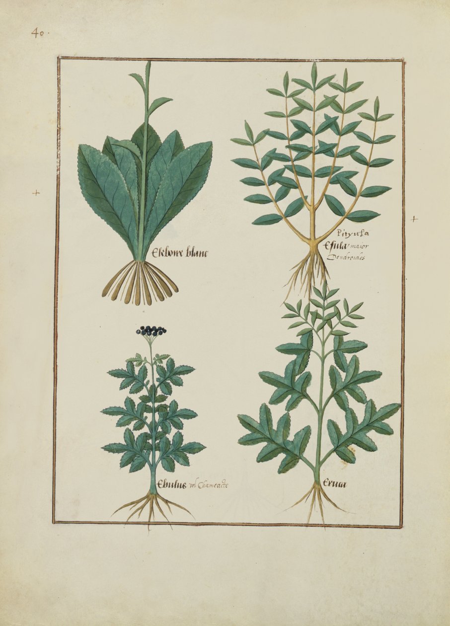Pani ks. Fv VI #1 fol.131v Ilustracja z Księgi prostych leków autorstwa Mattheausa Plateariusa (d.c.1161) c.1470 autorstwa Robinet Testard